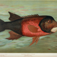 Illustration for article titled Fishes of North America That are Captured on Hook and Line